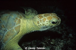 Sea turtle at night. Nikonos V, 28mm lens with closeup at... by Derek Zelmer 